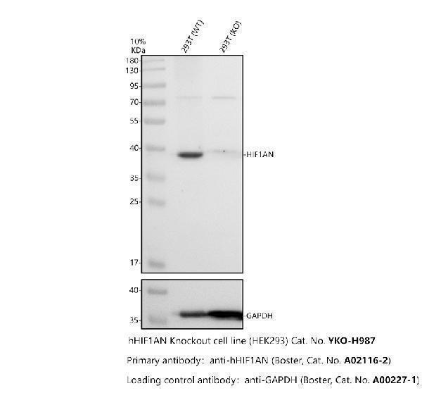 Western blot analysis of HIF1AN using anti-HIF1AN antibody (A02116-2)