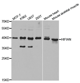 a02116 hif1an primary antiboties wb testing 1