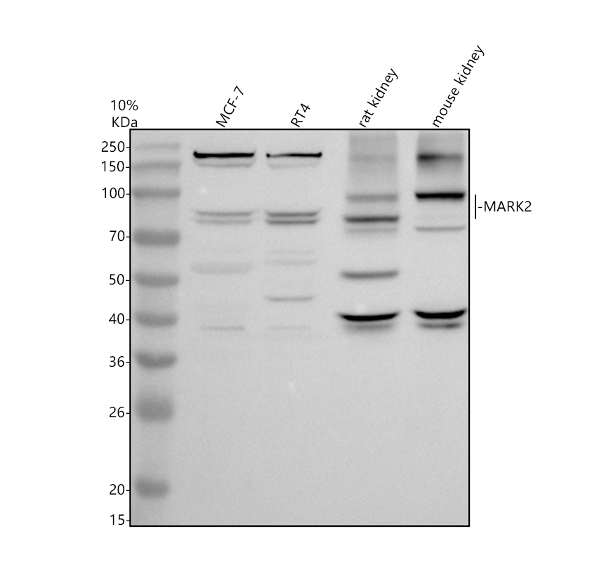 a02117 2 mark2 primary antibodies wb testing 1