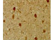Immunohistochemical staining of mouse tissue using anti-pRb2/p130 antiserum