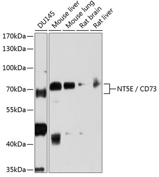 Western blot analysis of extracts of various cell lines, using CD73/NT5E antibody  at 1:1000 dilution