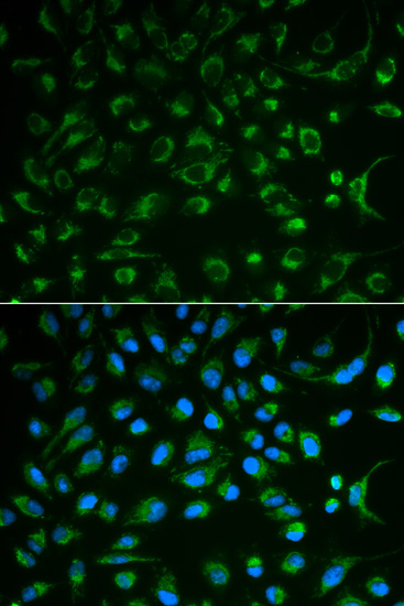 a02120 1 nt5e primary antiboties wb testing 3