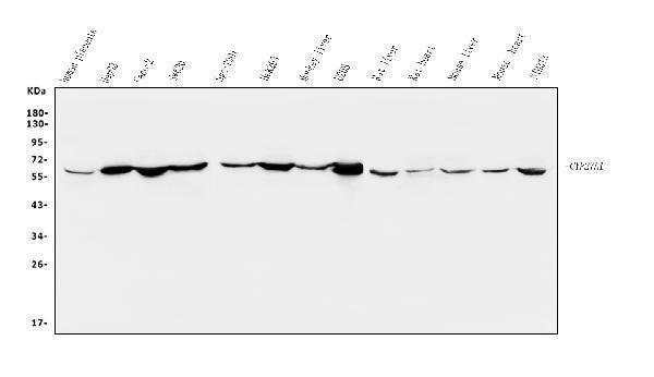a02121 2 cyp27a1 primary antibodies wb testing 2