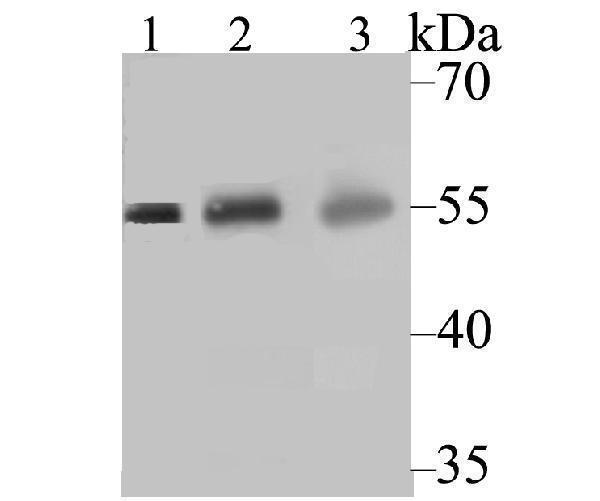 a02121 cyp27a1 primary antiboties wb testing 1