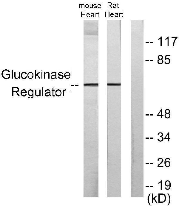 a02122 gckr primary antibodies wb testing 1