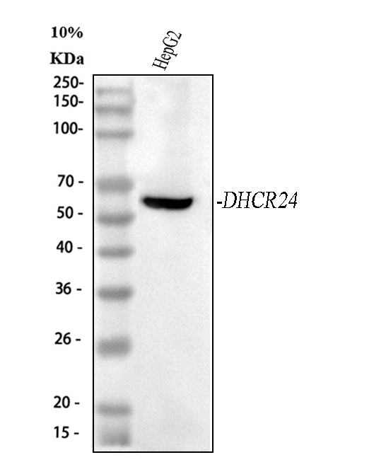 Western blot analysis of DHCR24 using anti-DHCR24 antibody (A02125-1)