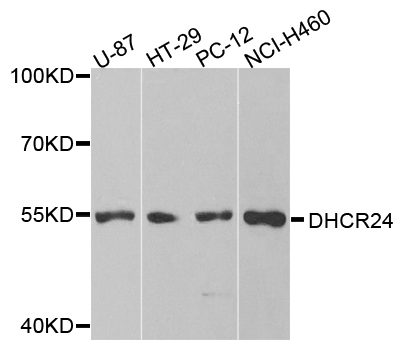 a02125 dhcr24 primary antiboties wb testing 1