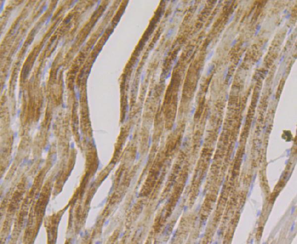 Immunohistochemical analysis of paraffin-embedded rat heart tissue using anti-FHL2 antibody
