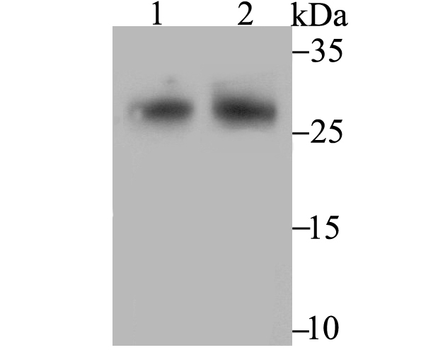 Western blot analysis of FHL2 on different tissue lysates using anti-FHL2 antibody at 1/1,000 dilution