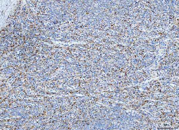 a02129 2 fhl2 primary antibodies ihc testing 4