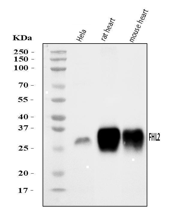  Western blot analysis of FHL2 using anti-FHL2 antibody (A02129-2)
