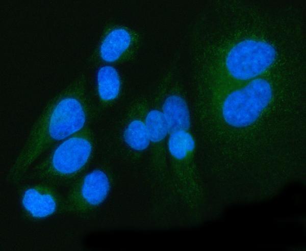  IF analysis of PDK4 using anti-PDK4 antibody (A02132-1)
