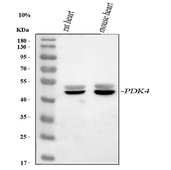  Western blot analysis of PDK4 using anti-PDK4 antibody (A02132-1)