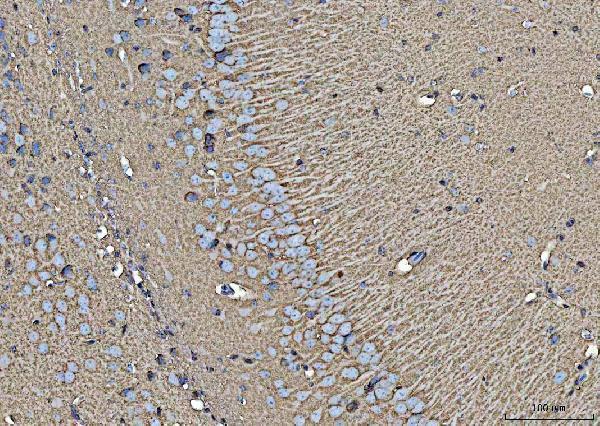  IHC analysis of EAAT1/SLC1A3 using anti-EAAT1/SLC1A3 antibody (A02133-1)