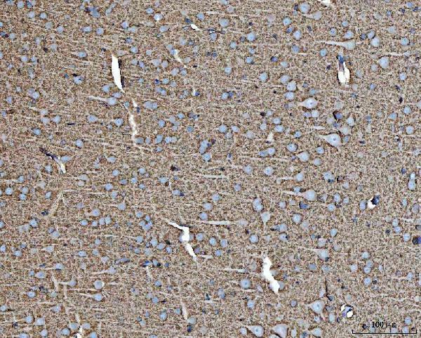 a02133 1 slc1a3 primary antibodies ihc testing 4