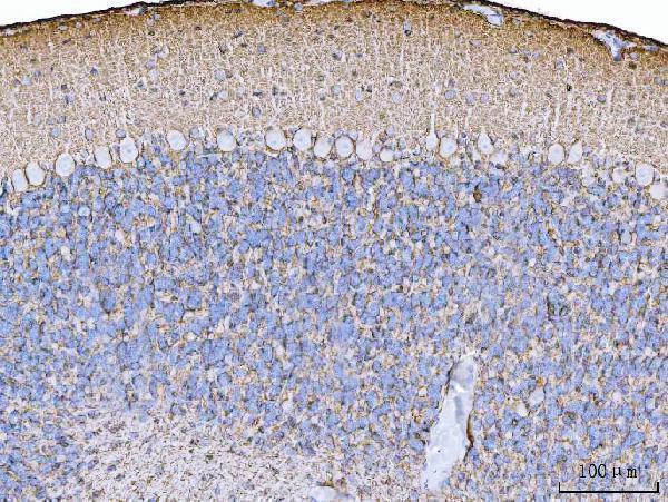 a02133 1 slc1a3 primary antibodies ihc testing 5