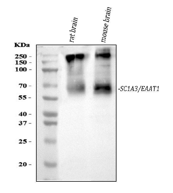 a02133 slc1a3 primary antibodies wb testing 1_1