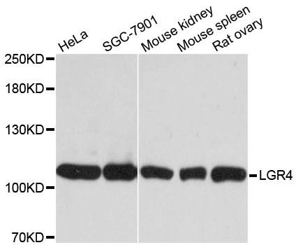 a02134 lgr4 primary antiboties wb testing 1