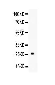 a02135 1 trem1 primary antibodies wb testing 1
