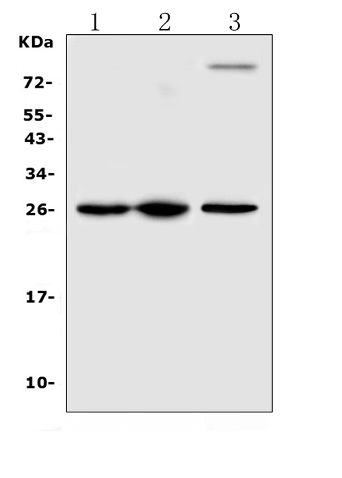 a02135 2 trem1 primary antibodies wb testing 1