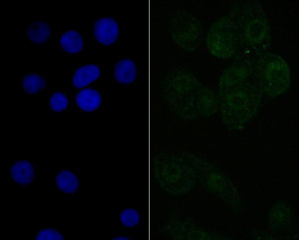 ICC staining NXF1 in LOVO cells (green)
