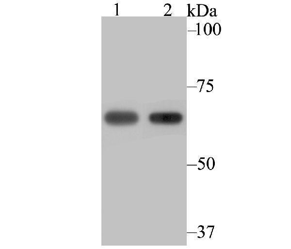 Western blot analysis of NXF1 on 293 (1) and SiHa (2) cell lysate using anti-NXF1 antibody at 1/2,000 dilution