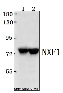 Western blot (WB) analysis of NXF1 polyclonal antibody at 1:500 dilution
Lane1:HCC827 whole cell lysate(40ug)
Lane2:HCT116 whole cell lysate(40ug)
