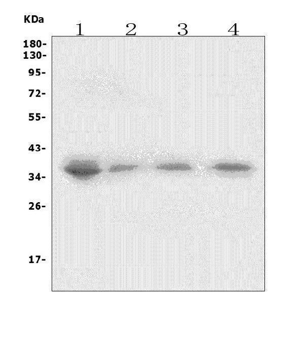a02138 2 xrcc2 primary antibodies wb testing 1