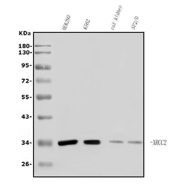  Western blot analysis of XRCC2 using anti-XRCC2 antibody (A02138-3)