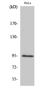 Western Blot analysis of HepG2 cells using GIT1 Polyclonal Antibody