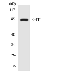 Western blot analysis of the lysates from 293 cells using GIT1 antibody