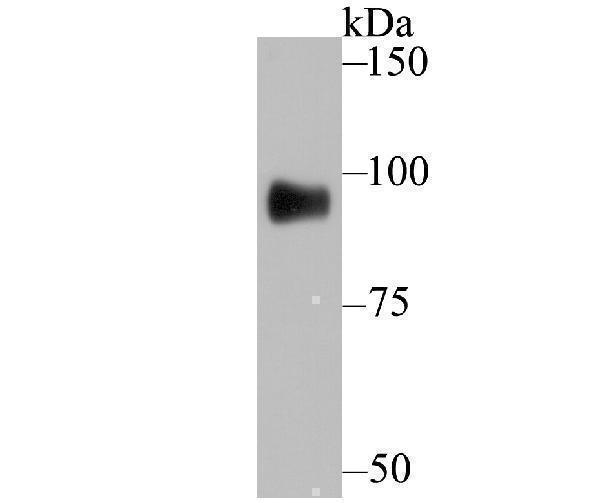 Western blot analysis of GIT1 on A549 cell using anti-GIT1 antibody at 1/500 dilution