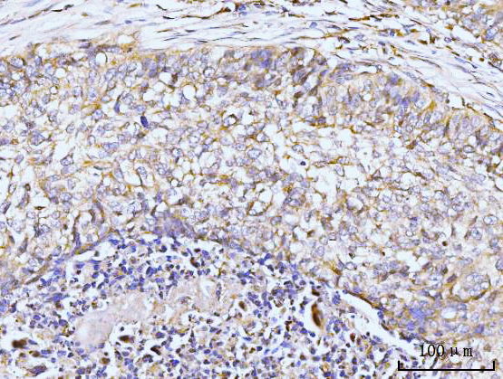 a02140 3 git1 primary antibodies ihc testing 6