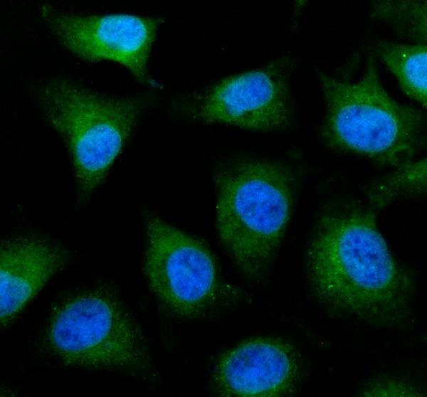 a02141 2 eef1a1 primary antibodies if testing 1