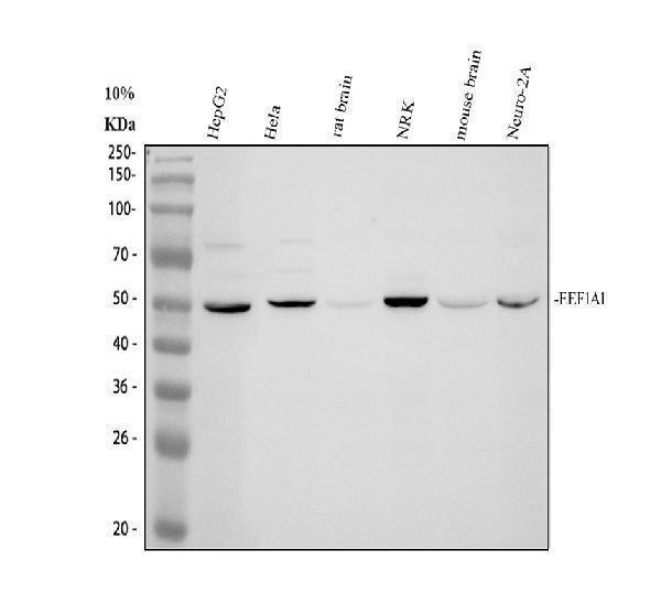 a02141 2 eef1a1 primary antibodies wb testing 1