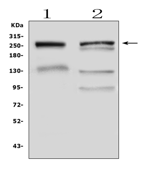a02143 gastric_mucin primary antibodies wb testing 1