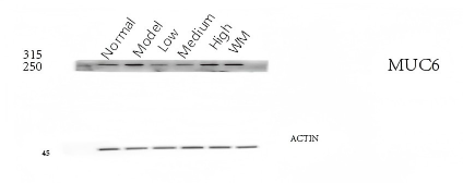 a02143 gastric_mucin primary antibodies wb testing 2