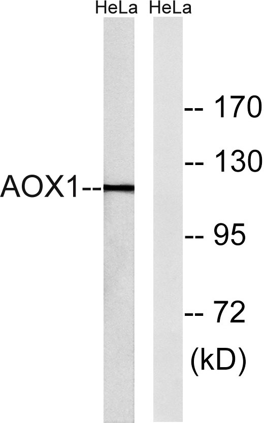 a02144 1 aox1 primary antibodies wb testing 3