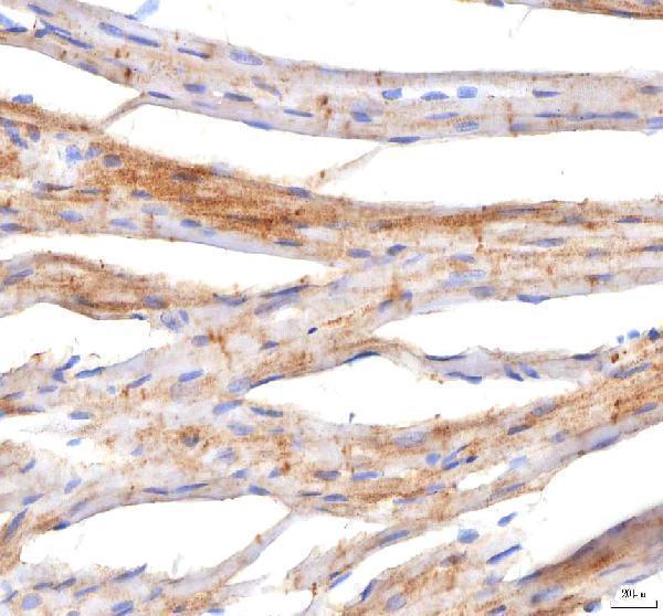 a02146 2 pkp2 primary antibodies ihc testing 7