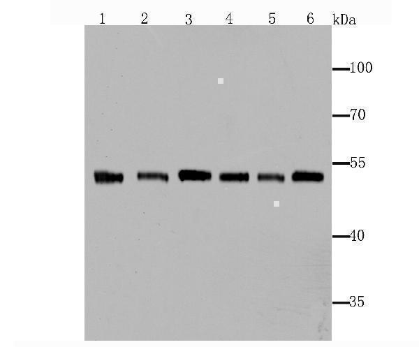 a02147 1 fscn1 primary antiboties wb testing 1