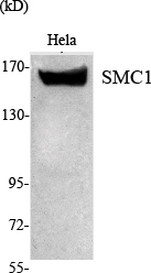 a02148 2 smc1a primary antibodyes wb testing 2
