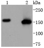 a02148 4 smc1a primary antiboties wb testing 1