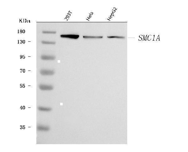 a02148 5 smc1a primary antibodies wb testing 1