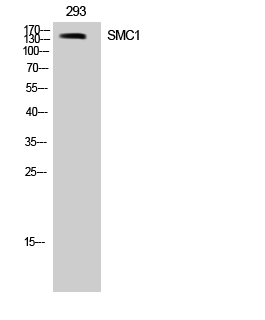 a02148 smc1a primary antibodyes wb testing 1