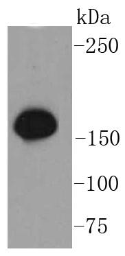 a02148s957 2 smc1a primary antiboties wb testing 1