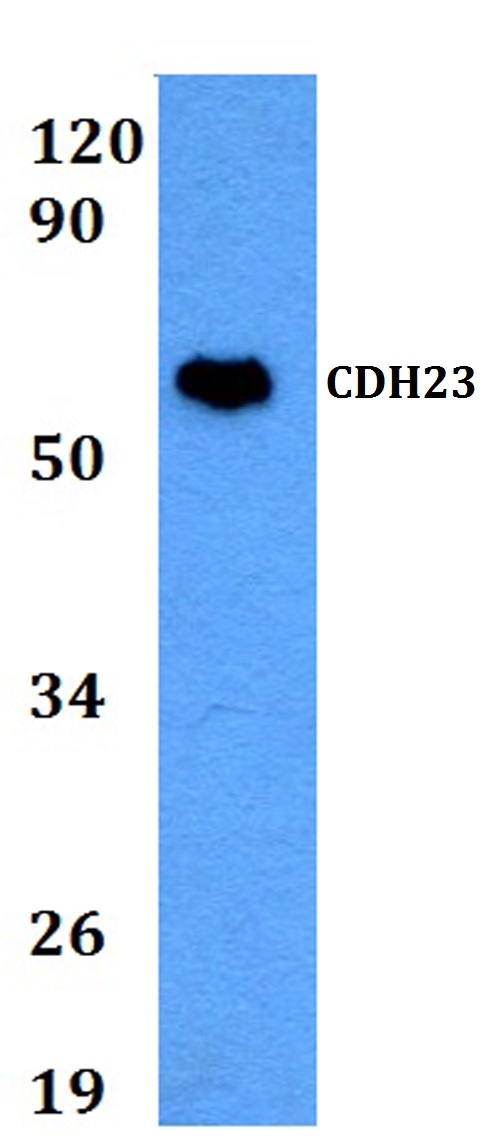 a02149 cdh23 primary antiboties wb testing 1