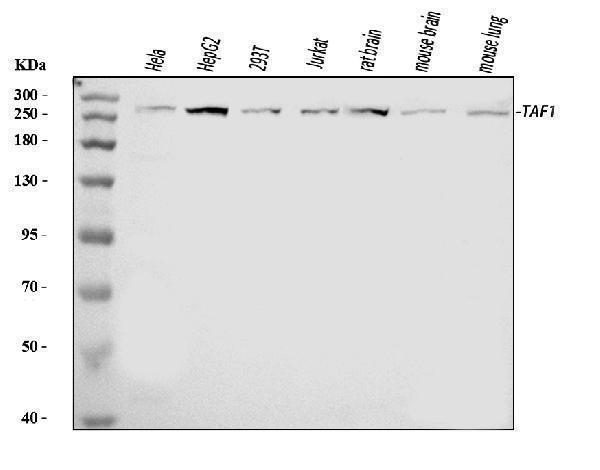  Western blot analysis of TAF1 using anti-TAF1 antibody (A02151-3)