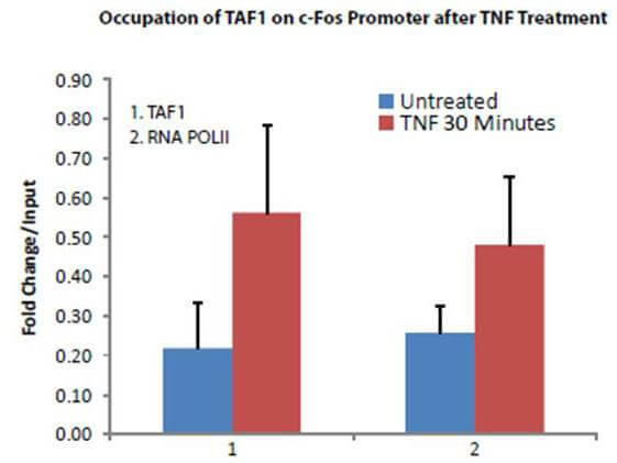 a02151 taf1 primary antibodies chip testing 4_1