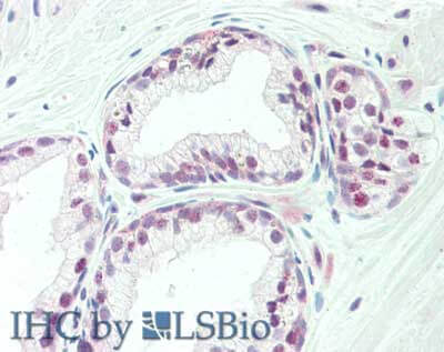 a02151 taf1 primary antibodies ihc testing 1_1