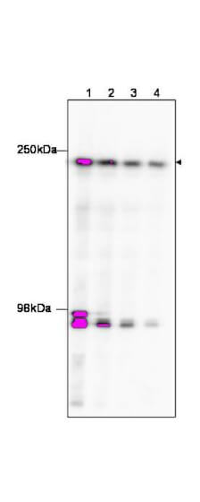 a02151 taf1 primary antibodies wb testing 2_1